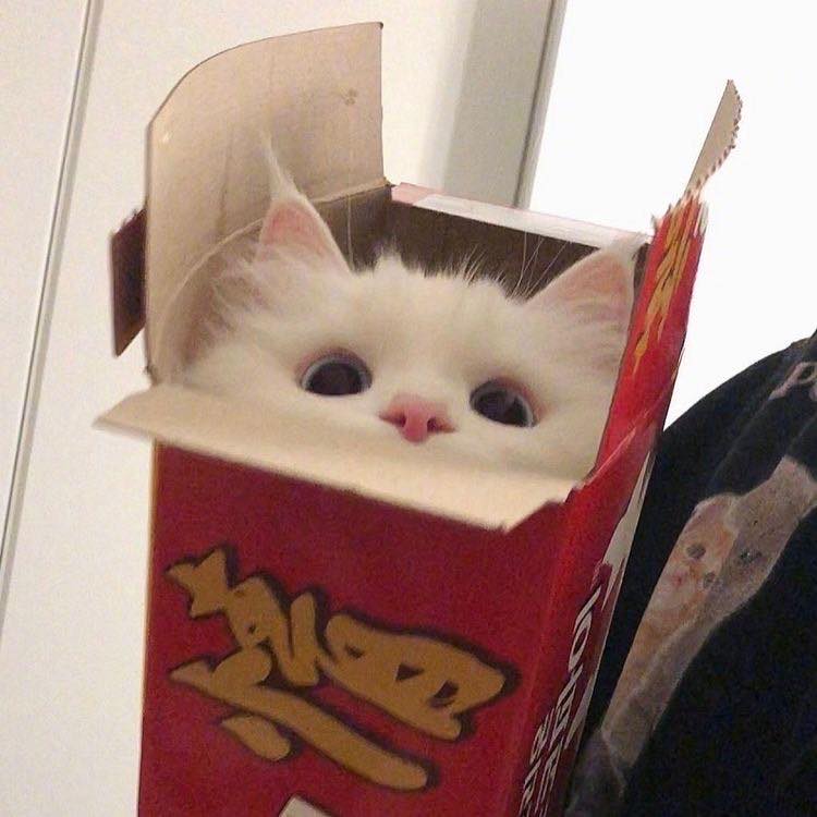 猫猫头 猫猫头